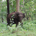 bulleteer